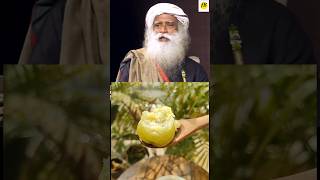 Benefits of chewing amla Sadhguru amla benefitsamlajuice shorts Sadhguru [upl. by Ybok]