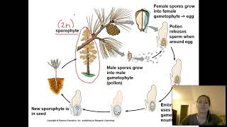 Seed Plants  Part 1 [upl. by Hike603]