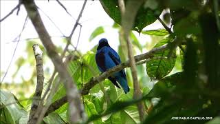 Lovely Cotinga Cotinga amabilis [upl. by Austen570]