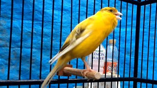 Canary training song  Waterslager canary singing [upl. by Uis705]