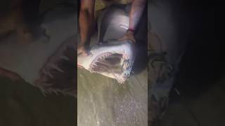 ‼️Took 2 baits at once‼️ shorts fishing shark fish longisland newyork ny florida lbsf [upl. by Nadler]