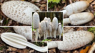 Schopftintling Verwechslung  Schopfpilz Spargelpilz  Coprinus comatus  Giftig mit Alkohol [upl. by Alyakcm983]