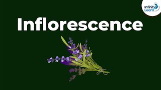 Types of Inflorescence  Morphology of Flowering Plants  Dont Memorise [upl. by Anehsak]