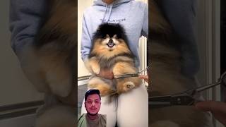 Khatarnak hai ye dog 🐕 pomeranian pawsome dog pawfect puppy pets cute funny [upl. by Neelasor]