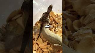 Small gecko ATTACKS big size gecko [upl. by Nuawad748]