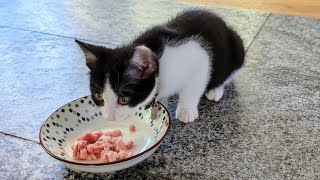 Kitten Oreo EATING PORK [upl. by Nabalas]