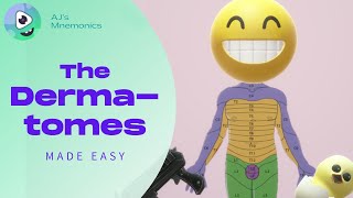 How to Easily Memorize the Dermatomes [upl. by Enyawad]