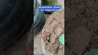 Kalanchoe plant reporting kaise kade gardening natural planttrending videoyt shortviral [upl. by Wallie]