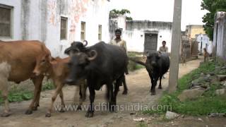 Buffaloes pass through village dirt tracks in Sonkhaliya Rajasthan [upl. by Aneehta]