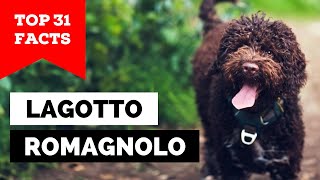 99 of Lagotto Romagnolo Owners Dont Know This [upl. by Nichol]