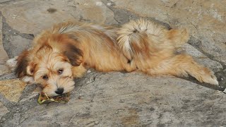 Havanese vs Shih Tzu Comparing the Breeds Traits [upl. by Hanoj871]