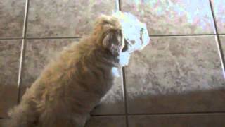 Maltipoo Puppy BARKING [upl. by Lynnet270]