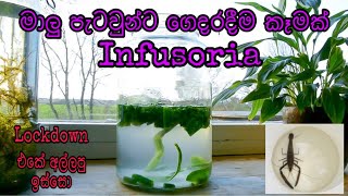 How to make Infusoria for fish frys at homesinhalaFHDDIY kaveeaqua infusoria fishlivefeeding [upl. by Enylcaj]