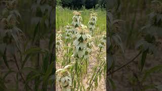 Spotted Beebalm Monarda punctata in Mint Family Lamiaceae  Observed in Description [upl. by Aniratak]