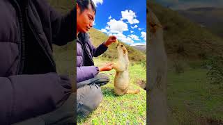 Cute Wild animal bobak marmot or prairie dog eating cookies yummy 96 [upl. by Knarf]