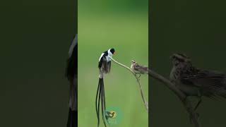 The Mesmerizing Dance of the PinTailed Whydah shorts Fancybirdsandchicken [upl. by Sandye]