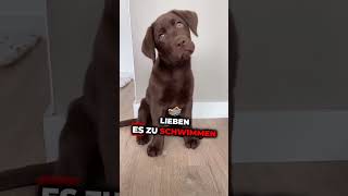 Die 3 Liebsten Hunderassen hunde hund hundefakten hundeverhalten hundeliebe [upl. by Turne]