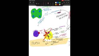 ¿CÓMO SE ACTIVAN LOS OSTEOCLASTOS  TEJIDO ÓSEO  HISTOLOGIA [upl. by Nobell549]