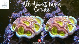 All about Favia corals [upl. by Hoffarth]