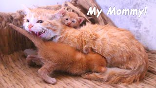 Big Cat Hiss at the Adopted Kitten for thinking hes Mom Cat POOR KITTEN Nursed by Foster MOM CAT [upl. by Anahsar596]