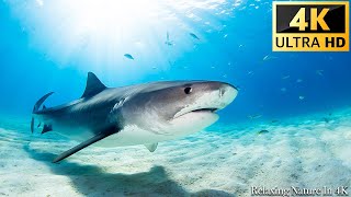 Our Planet  Animals Of Ocean 4K Shark 4K ULTRA HD  Scenic Relaxation Film With Calming Music [upl. by Radley]