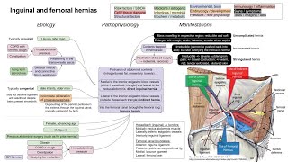 Inguinal and femoral hernias mechanism of disease [upl. by Akenet]