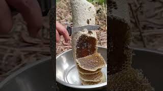 honey satisfying bee nature honeybee animals honeycomb honeyberry [upl. by Mel]