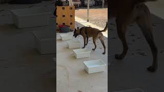 Finding target odour in water malinois dogtraining malinoislovers doglover dog pets [upl. by Politi]