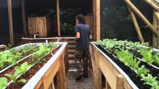 Macaw Lodge Aquaponic System [upl. by Oletha]