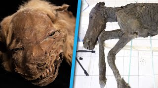 5 Strange Prehistoric Creatures Found Frozen In Ice [upl. by Domenico]