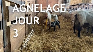 TROISIÈME journée d’agnelage 🐑🐑🐑 et déjà un petit soucis 330 [upl. by Nodnorb]