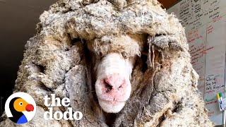 Sheep Covered In 80 Pounds Of Wool Makes Most Amazing Transformation  The Dodo Faith  Restored [upl. by Urien513]