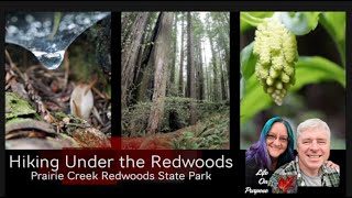 Hiking Under the Redwoods in Prairie Creek Redwoods SP [upl. by Dlorrej131]