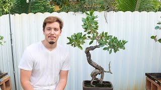 My Buttonwood Bonsai Collection [upl. by Niltiak]