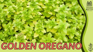 GOLDEN OREGANO Information Description amp More Origanum vulgare Aureum [upl. by Charity]