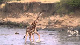 Giraffe Crossing the Mara River [upl. by Alym785]