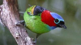 Rednecked Tanager Tangara cyanocephala [upl. by Ahsinal]