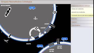 Sinapsis Neuroefectora Colinérgica [upl. by Eidnac]