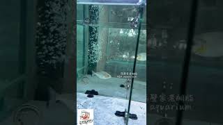 Serrasalmus rhombeusPerufeeding piranha serrasalmus aquarium blackpiranha食人鱼 [upl. by Artimas]