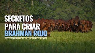 CRIANZA DE GANADO BRAHMAN ROJO EN COLOMBIA [upl. by Spain]