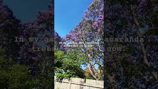 Shiralee’s garden jacarandas trees blooming jacaranda garden flowers [upl. by Entsirhc294]