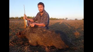 Hunting Big Pigs North Queensland in Shorts and Thongs [upl. by Lillywhite]