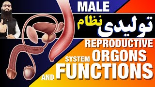 014 Reproductive System Male [upl. by Aninep]