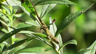 Green Anole Anolis carolinensis Hunting [upl. by Nyrhtak]