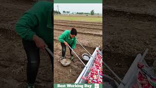 Best working day 1939 The process of installing the mulch film [upl. by Iruahs]