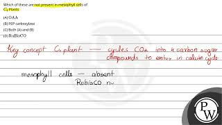 122 Which of these are not present in mesophyll cells 1 \ \mathrmOAA \ 2 PEP carboxylase [upl. by Uoliram]