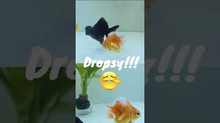 Cara Obati Swim Bladder Aeromonas dan Dropsy Sisik Nanas Ikan Mas Koki [upl. by Postman]