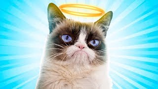 RIP Grumpy Cat [upl. by Rednaxela]