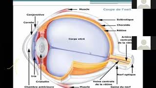 ophtalmologie [upl. by Vassell788]