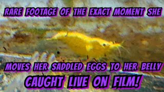 Amazing Footage Of Gold Line Yellow Neocaridina Shrimp amp Their Entire Breeding Cycle amp Biology [upl. by Arley]